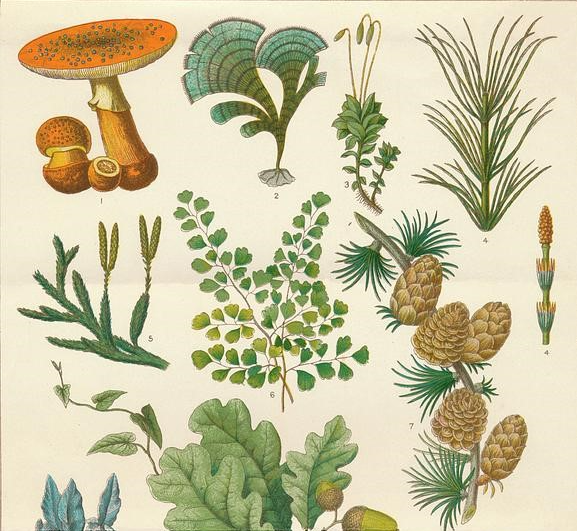 Botanical Drawing