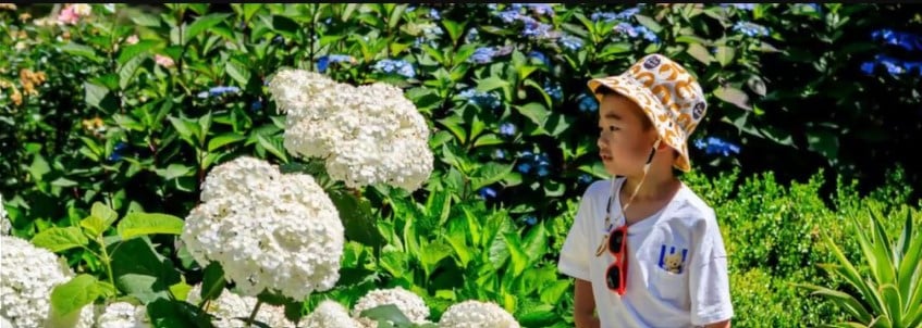 hydrangeas and child