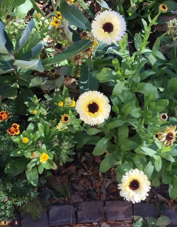 flowers in garden