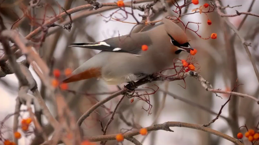 birds in winter